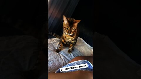 #shorts Смешные Коты Из Тик Тока 166 Funny Cats From Tiktok