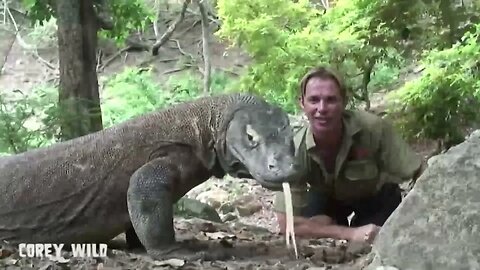 REAL WILDLIFE ADVENTURES! #komodo #kingcobra #crocodiles #monkey #dragon #orbspider #cobra #apes