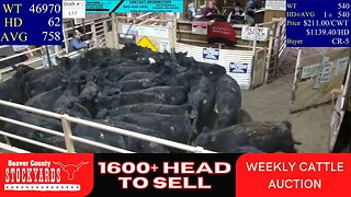 1/24/2023 - Beaver County Stockyards Livestock Auction