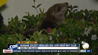 Sea lion lies down in front of San Diego hotel's sign, refuses to budge