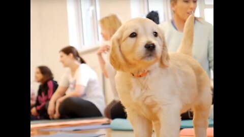 PUPPY YOGA CLASS by Pets Yoga - London - Labrador Retrievers!!!