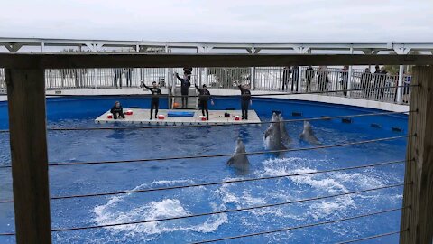 December dolphin show