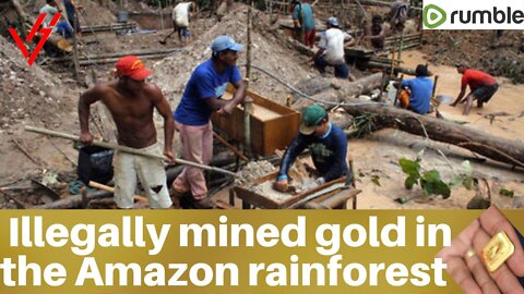 Illegally mined gold in the Amazon rainforest