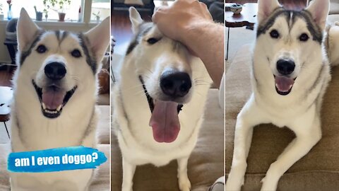 Husky FREAKS OUT Told He's ADOPTED !!