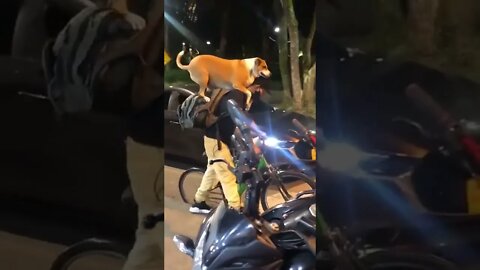 Essa é a prova que o cachorro confia no seu dono