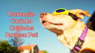 DICAS PARA PET 🤗 #pets #Brasil