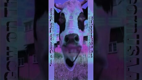I'm a cow on the farm (Official Music Video)