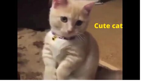 Awesome Cute cat