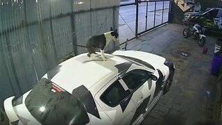 Dog 'does his business' on top of car