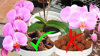 Saving a Struggling Phalaenopsis Orchid: From Leca Back to Lava Rock #ninjaorchids