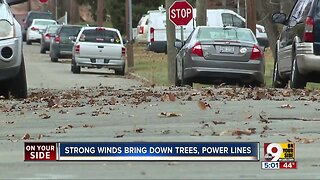 Strong winds fell trees, power lines on Thanksgiving Eve