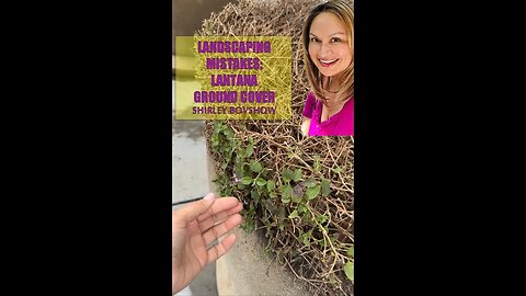 Landscaping Mistakes with Lantana (Ground Cover Plant) Shirley Bovshow #shorts