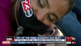 Pet of the Week 10-month-old Riley Pitbull mix