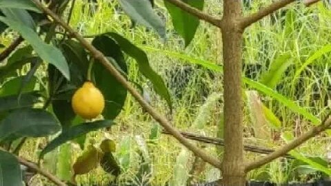 frutíferas produzindo em vaso canistel mirtilo bacupari de estalo pinha atemoia caqui jabuticaba...