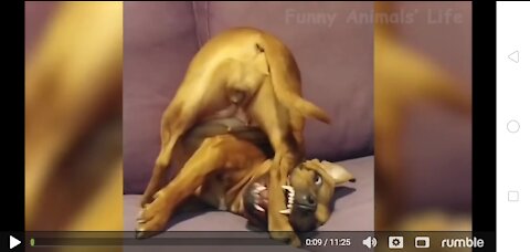 DOGS DOING FUNNY THINGS PART1