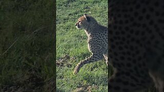 Wildlife Sightings Today 05/04/23 (Lions, etc) | Lalashe Maasai Mara | #shorts | #ShortsAfrica