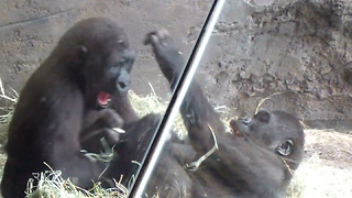 Youngster gorillas fight then dad shows up