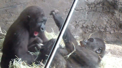 Youngster gorillas fight then dad shows up