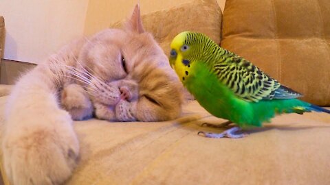 A parrot disturbs the cat