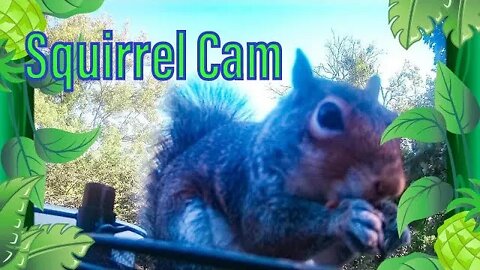 Squirrel Cam 5 with Bird Visitors