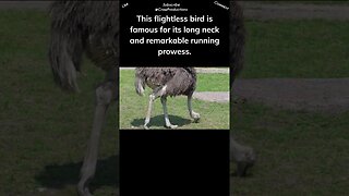 The ostrich has the largest eyes of any land animal #birds #shorts