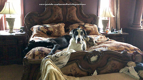 Great Dane has no interest in getting out of bed