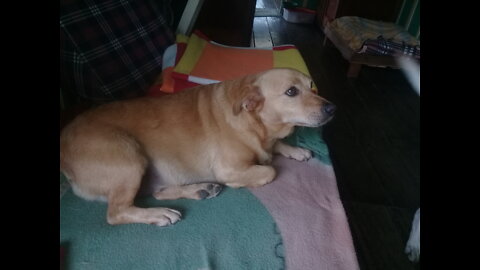 El motociclista que rencarno en un perro