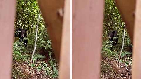 Woman has close encounter with bear in her own backyard