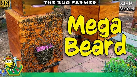 Mega Bearding | Everything is bigger in a Bee Barn #8K #beekeeping #insects