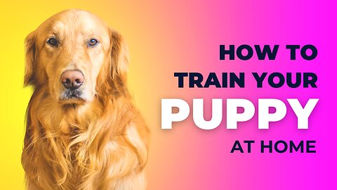 Train your puppy/dog at home