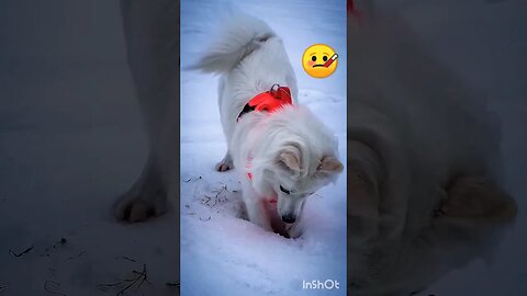 Dog finding something in snow🤒 | ua58sb #shorts #animals #funnyanimals #dog