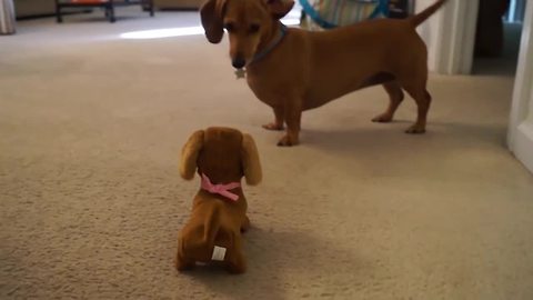 Dachshund dog meets battery operated look-alike