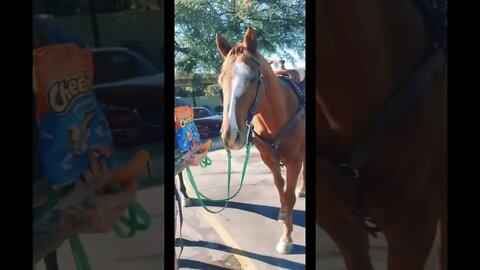 When A Horse Eats All Your Cheetos!!! #viral #viralshorts #omg #cheetos