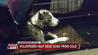 Volunteers race to save the lives of dogs living in backyards, giving crates to bring dogs inside