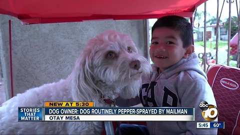 Dog owner says pet is routinely sprayed by mailman