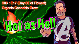 S06 E17 (Day #113) || Day 36 of Flower || BluMat Soil Meter || How to Grow Cannabis for Beginners