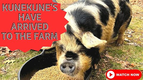 KUNEKUNE'S HAVE ARRIVED TO THE FARM
