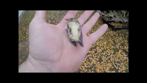 Little bird playing dead