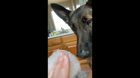 Loki’s scared of bubbles