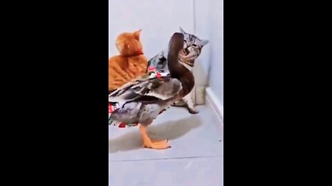 Cat vs Duck 🦆 2022 Funny Fighting 😂 #shorts #cats #ducks #funny