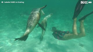 Sea lions play happily with scuba diver