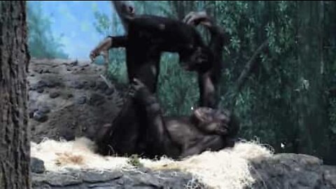 Macacos brincam ao aviãozinho num zoo nos EUA