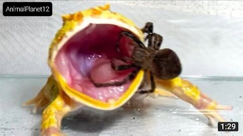 A pacman frog struggling with a giant spider | Frog part-1 | AnimalPlanet12 | (720P_HD).MP4