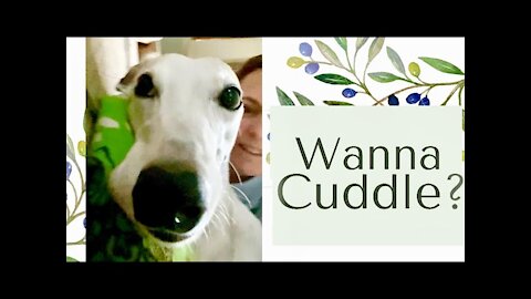 Do Greyhounds Like to Cuddle? [greyhound adoption]