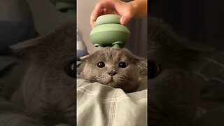 Cat relaxing with head massage