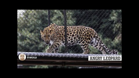 Angry Leopard Behind the bars