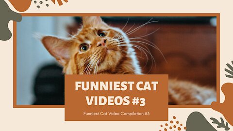 Funniest Cat Video Compilation: Try Not To Laugh Part #3 2021 😺👯