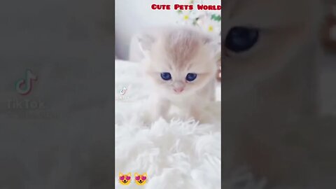 Kittens meowing and talking #funny #shorts #tiktok #meowingcat #meow #tiktok