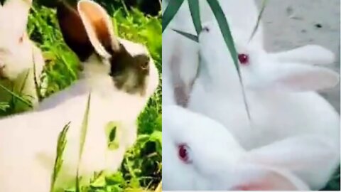 Cute Animals Pk| Cute Rabbits Video| #rabbit #rabbits #video #cuteanimals