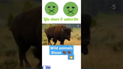wild animals bison 🦬#shorts #youtubeshorts